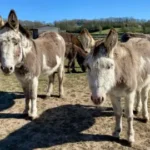AI to help tell donkeys apart at island sanctuary - 1751712098 997 AI to help tell donkeys apart at island sanctuary.webp AI to help tell donkeys apart at island sanctuary - 1751712098 997 AI to help tell donkeys apart at island sanctuary.webp