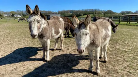 AI to help tell donkeys apart at island sanctuary - 1751712098 997 AI to help tell donkeys apart at island sanctuary.webp Isle of Wight Donkey Sanctuary/University of Southampton Two donkeys with white and tan coats standing in a field looking toward the camera. There are other donkeys behind them grazing, and fences and buildings further in the background.