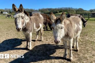 AI to help tell donkeys apart at island sanctuary