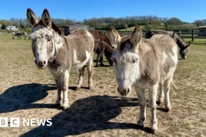 AI to help tell donkeys apart at island sanctuary