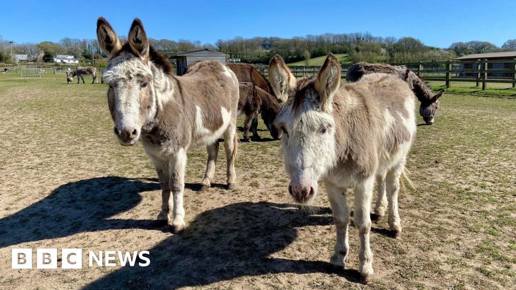 AI to help tell donkeys apart at island sanctuary