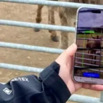 AI to help tell donkeys apart at island sanctuary - AI to help tell donkeys apart at island sanctuary.webp AI to help tell donkeys apart at island sanctuary - AI to help tell donkeys apart at island sanctuary.webp